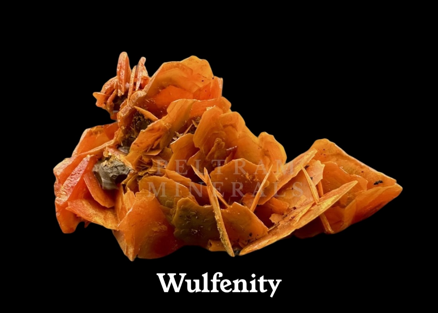 Wulfenity